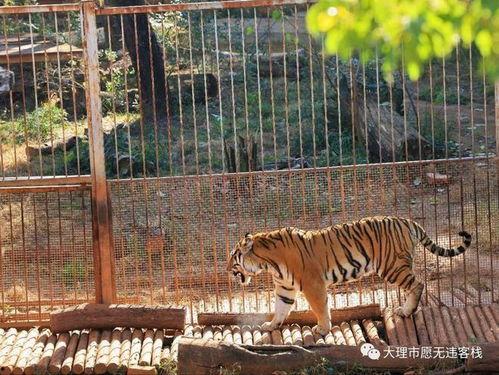 央视爆料昆明动物园视频,动物生活状况引关注